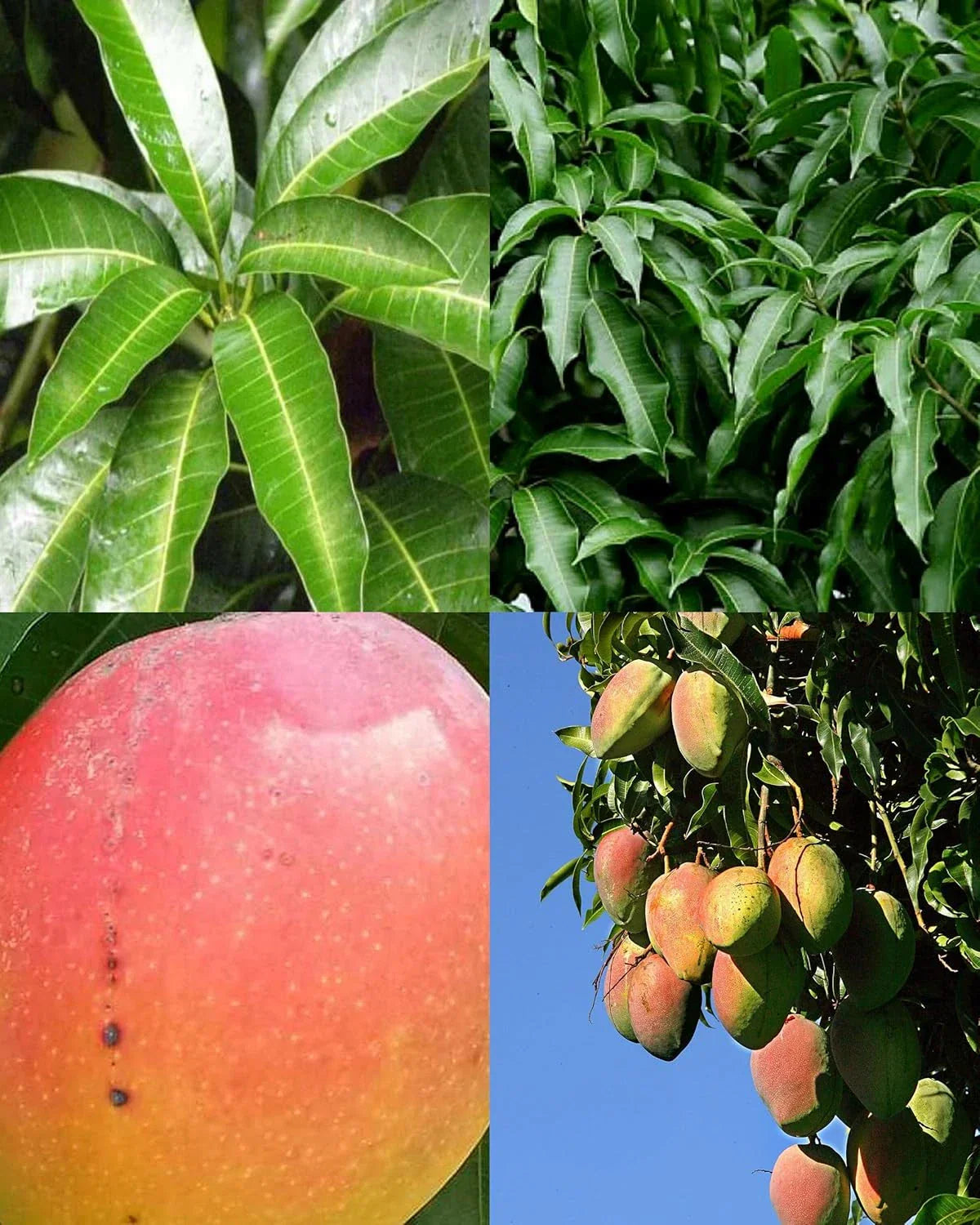 8-Inch Rooted Mango Tree Seedling Tropical Fruit Plant Mangifera indica for Garden or Patio
