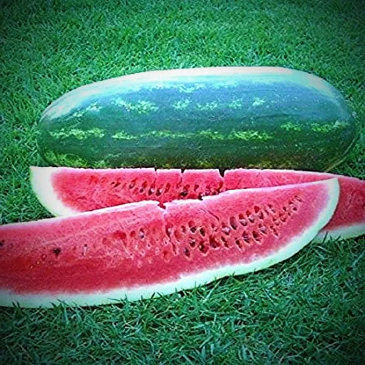 Congo Watermelon Seeds - 12 Pack Non-GMO Heirloom Citrullus lanatus for Gardening, Fresh Watermelon Fruit