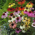 50 Coneflower Seeds - Echinacea purpurea Perennial Flowers - Lustre Mix for Pollinators - USA Grown Seed Packet