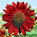 Velvet Queen Sunflower Seeds - 51+ Pack, Branching Annual, Helianthus annuus, Wildflower for Summer Garden & Pollinators