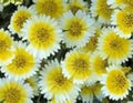 Tidy Tips Flower Seeds - 100 Seeds - Layia Platyglossa - Annual Wildflower for Gardens & Pollinators
