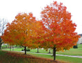 Sugar Maple Seeds - 20 Count Acer saccharum Southern for Planting, Deciduous Tree, Fall Foliage, Landscaping, Wildlife Habitat
