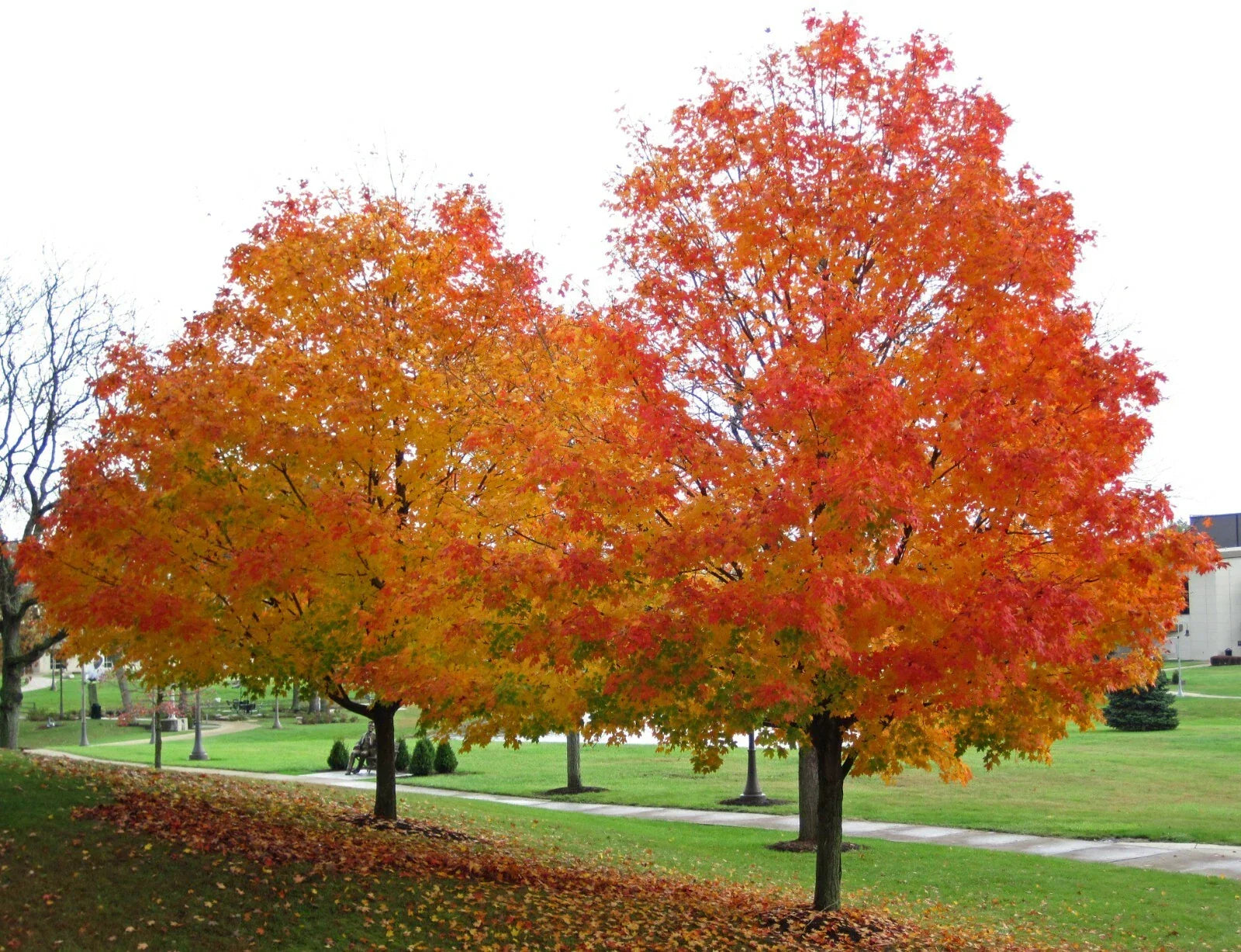 Sugar Maple Seeds - 20 Count Acer saccharum Southern for Planting, Deciduous Tree, Fall Foliage, Landscaping, Wildlife Habitat