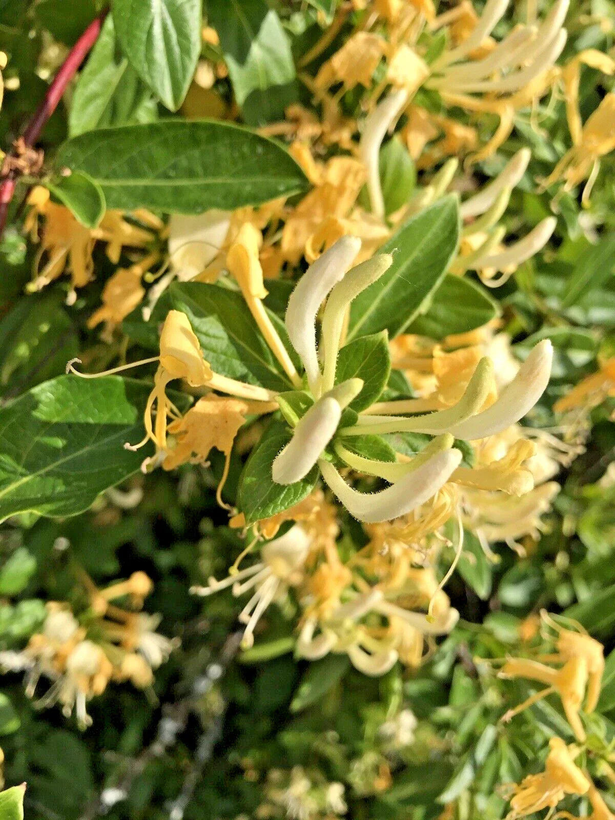 Honeysuckle Live Vines Starter Plants – 7 Yellow & White Fragrant Lonicera spp. with Roots for Garden, Fence, Trellis