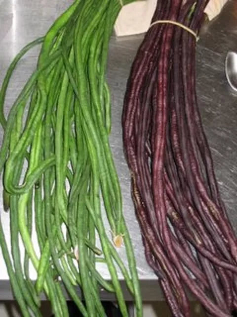 Yard Long Bean Seeds - 15+ Green and Red Asian Noodle Beans - Vigna unguiculata subsp. sesquipedalis, Climbing Vine, Non-GMO