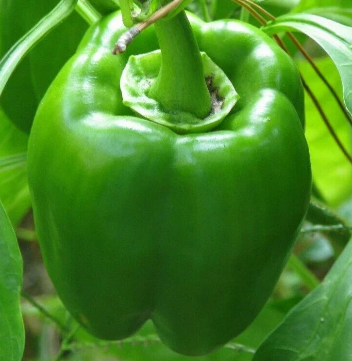 Green Bell Pepper Seeds - 'Emerald Giant' Non-GMO Capsicum annuum for Home Gardening, Fresh Vegetables