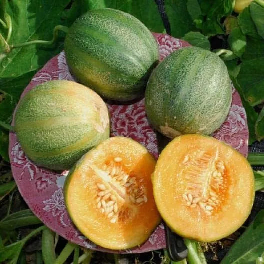 Minnesota Midget Melon Seeds - 10 Pack, Sweet Cucumis melo, Compact Vine, Perfect for Small Gardens & Containers