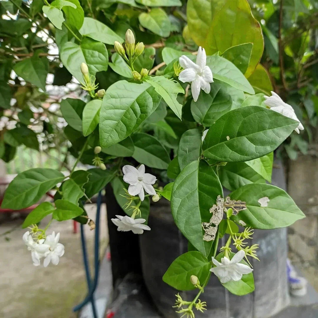 Arabian Jasmine Live Plant – 15-Inch Starter in 2.25-Inch Pot, Jasminum sambac, Fragrant Indoor/Outdoor Houseplant