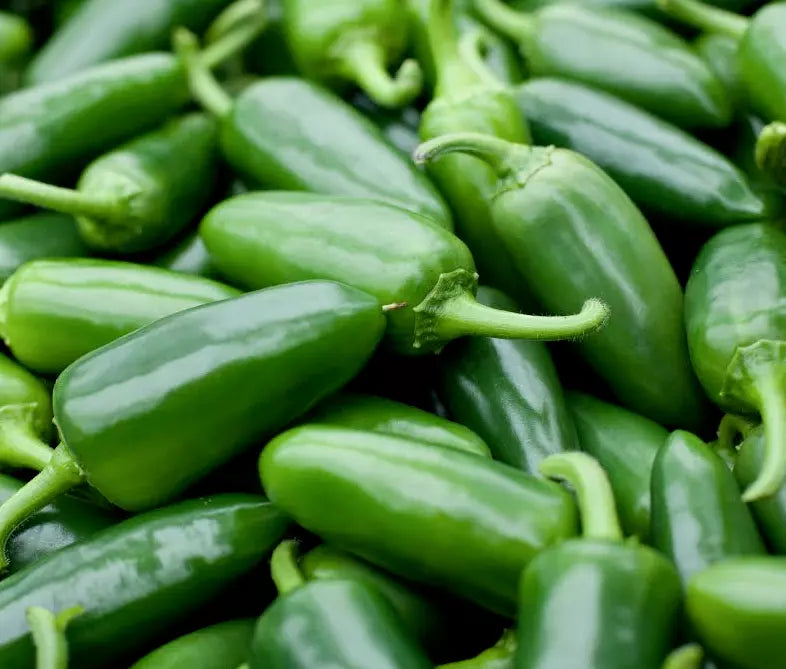 Jalapeno Pepper Seeds 50+ Capsicum annuum Spicy Mexican Culinary Salsa Seeds for Garden or Container