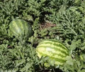 Kleckley's Sweet Watermelon Seeds - Heirloom Citrullus lanatus, Large, Juicy, Super Sweet, 100 Seeds for Garden Planting