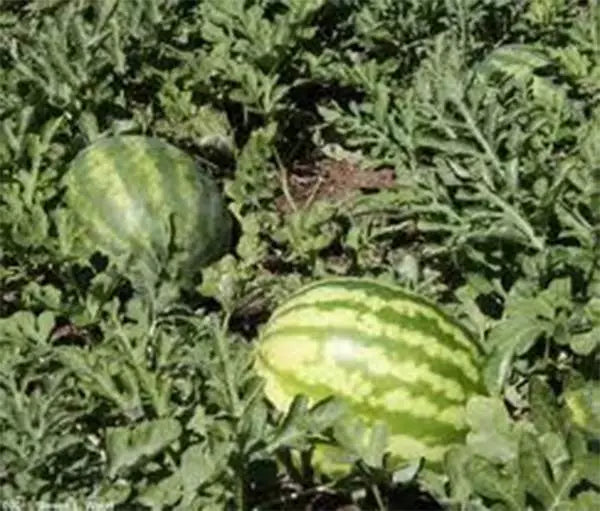 Kleckley's Sweet Watermelon Seeds - Heirloom Citrullus lanatus, Large, Juicy, Super Sweet, 100 Seeds for Garden Planting