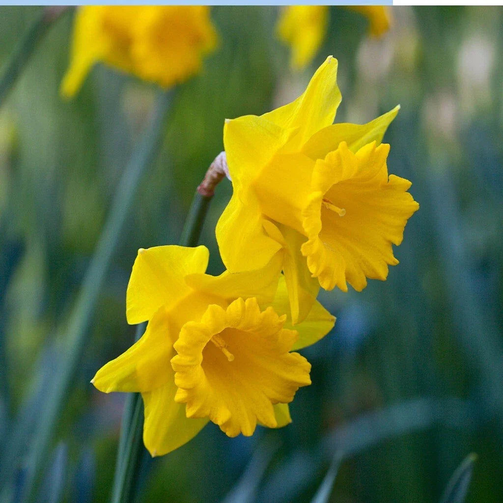 Yellow Trumpet Daffodil Bulbs - 5 Pack, Narcissus 'King Alfred', Deer Resistant, Ready to Grow, Spring Flowering Bulbs