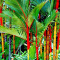 Red Sealing Wax Tree Seeds - Lipstick Palm Cyrtostachys Renda Rare Indoor Plant Pack