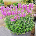 Obedient Plant Seeds - 50+ Physostegia virginiana Native Wildflower, Deer Resistant, Easy to Grow, Perennial Flower Seeds