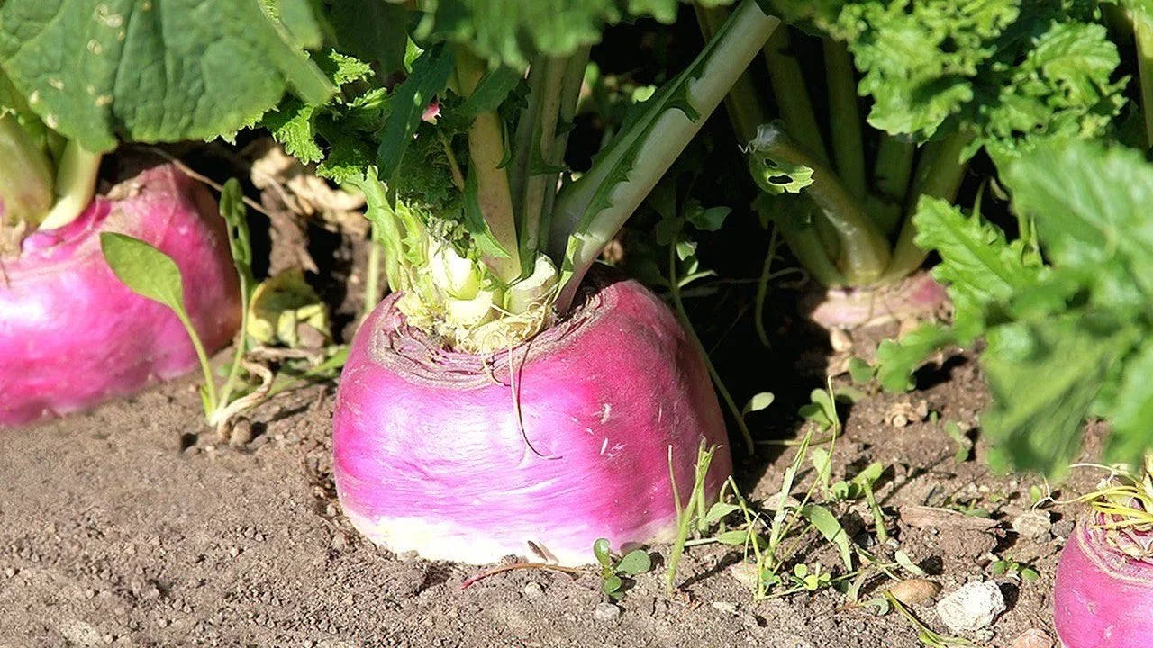 Rutabaga Seeds - American Purple Top, Non-GMO Swedish Turnip Variety, Brassica napus, Root Vegetable Seeds