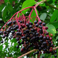 Unrooted Elderberry Cuttings - Sambucus nigra Perennial Shrub for Medicinal and Berries Cultivation