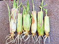 Rooted Lemongrass Stalks - 5-25 Plants Cymbopogon citratus for Culinary, Tea & Garden Use