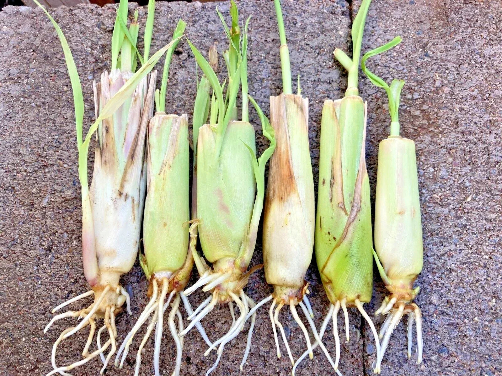 Rooted Lemongrass Stalks - 5-25 Plants Cymbopogon citratus for Culinary, Tea & Garden Use