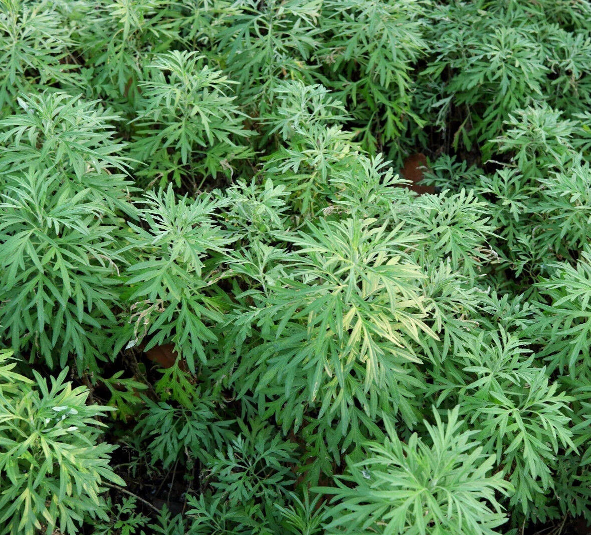 Sweet Wormwood Herb Seeds - 1000+ Artemisia annua Seeds for Herbal Remedies, Teas & Pollinator Gardens