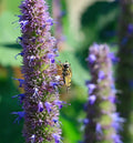 Anise Hyssop Seeds 200 Pack | Agastache foeniculum Wildflower Herb for Garden & Pollinators