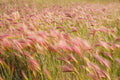 Squirrel Tail Grass Seeds, Hordeum jubatum, Ornamental Drought Tolerant Perennial, Native Plant Garden, 30 Seeds