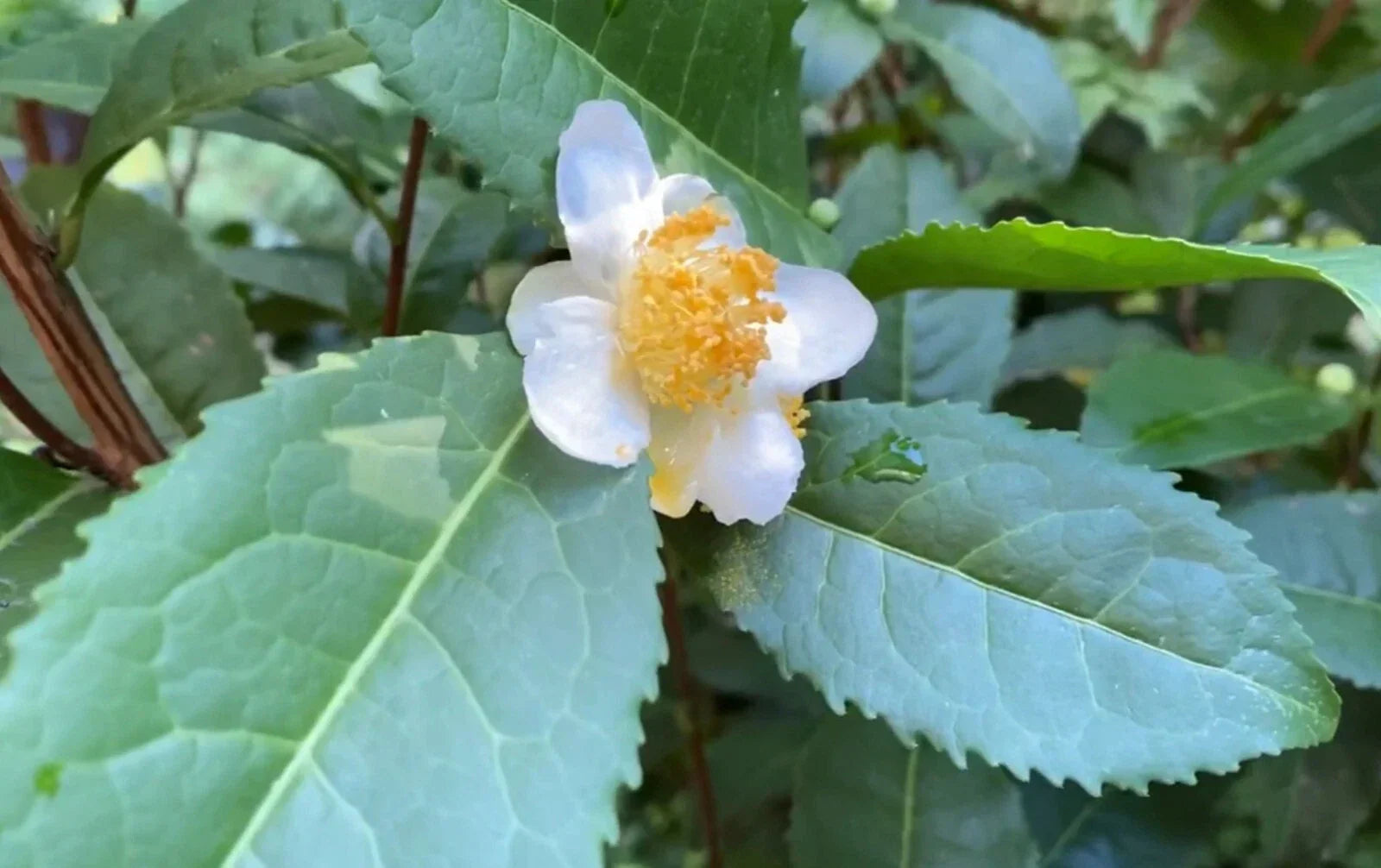 Camellia Sinensis Tea Plant Cuttings - 6 Fresh Russian Sochi Variety for Zone 6b, Cold Hardy Evergreen Shrubs