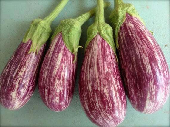 Shooting Star Eggplant Seeds - Non-GMO Vegetable Seeds - Solanum melongena - 25 Pack