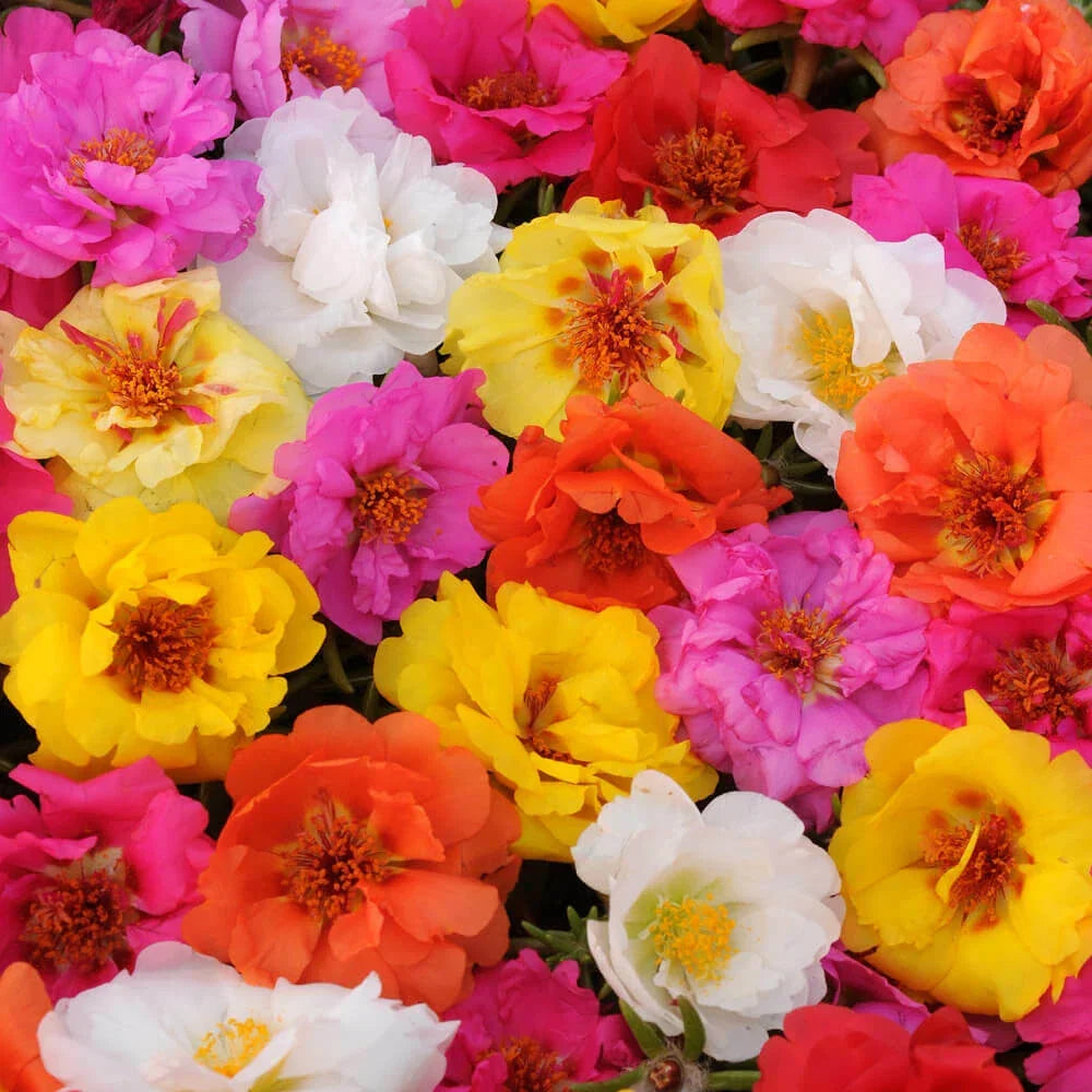 Moss Rose Seeds - Bright Double Mix Perennial Flower Seeds - Portulaca grandiflora - Full Sun, Drought Tolerant, 100 Seeds
