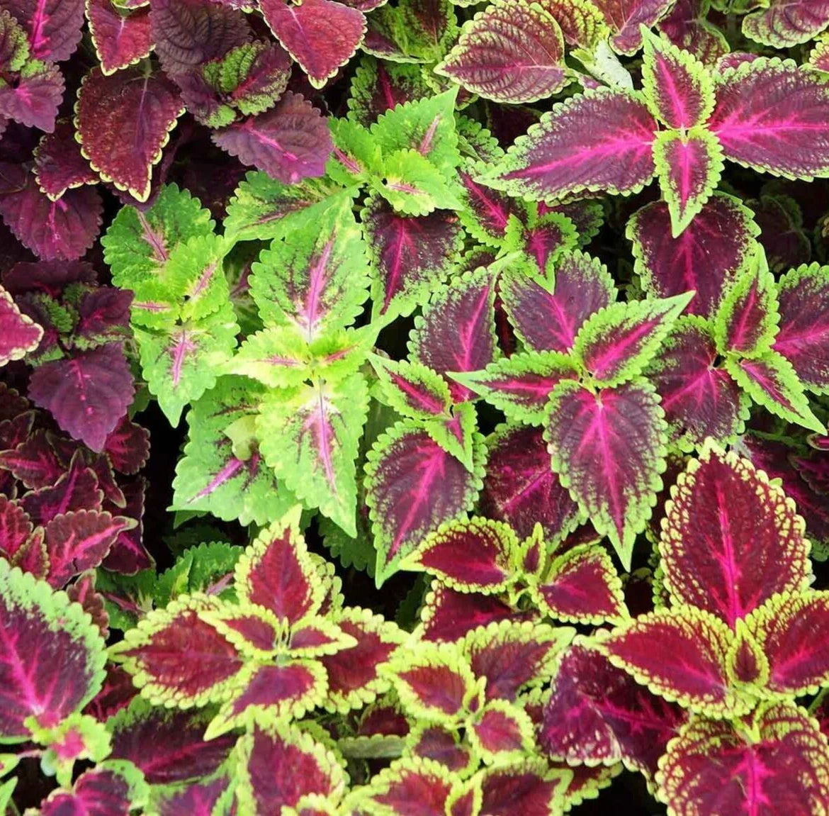 Rainbow Coleus Seeds Mix - 200+ Floral Strain, Painted Leaves, Annual Plant, Coleus blumei, Colorful Foliage for Garden & Containers