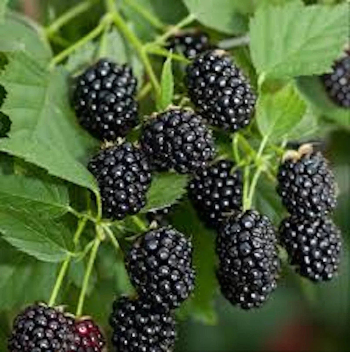 Blackberry Plant Starter - Bare Root Sweetie Pie Rubus Fruit Fruiting Shrub for Home Garden