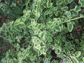 Variegated Cuban Oregano Cuttings - 5 Fresh Unrooted Herb Propagation Plectranthus amboinicus