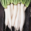 Miyashige Daikon White Japanese Radish Seeds – Heirloom, Non-GMO, Raphanus sativus, Vegetable Seeds, Crisp Radishes for Salad & Pickling