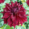 Dahlia Mingus Alex Bulb Tuber - Deep Velvet Red Double Ruffle Flowers for Garden, Cut Flowers, Full Sun