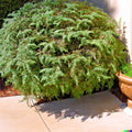 Desert Sweet Fern Bush Seeds – 20+ Native C. millefolium Drought-Tolerant Shrub for Xeriscaping and Wildlife
