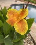 Canna Lily Plant - Yellow & Orange - Canna indica - Tropical Flowering Garden Plant for Borders & Containers