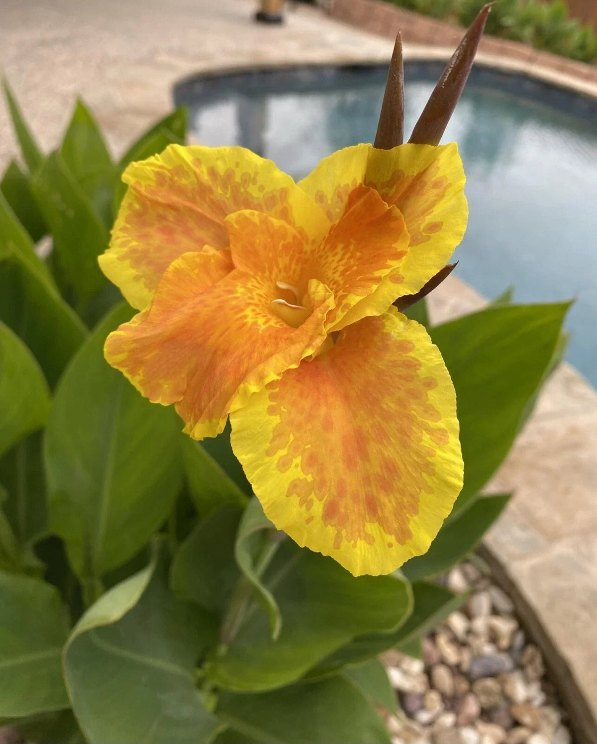 Canna Lily Plant - Yellow & Orange - Canna indica - Tropical Flowering Garden Plant for Borders & Containers