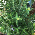 Mini Pine Tree Cuttings - 4 Succulent Bonsai for Indoor Plants - Pinus spp. - Dwarf, Compact, Easy to Grow