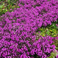 Creeping Thyme Seeds - Purple Magic Carpet Ground Cover - Thymus serpyllum - Drought-Tolerant, Aromatic, Full Sun