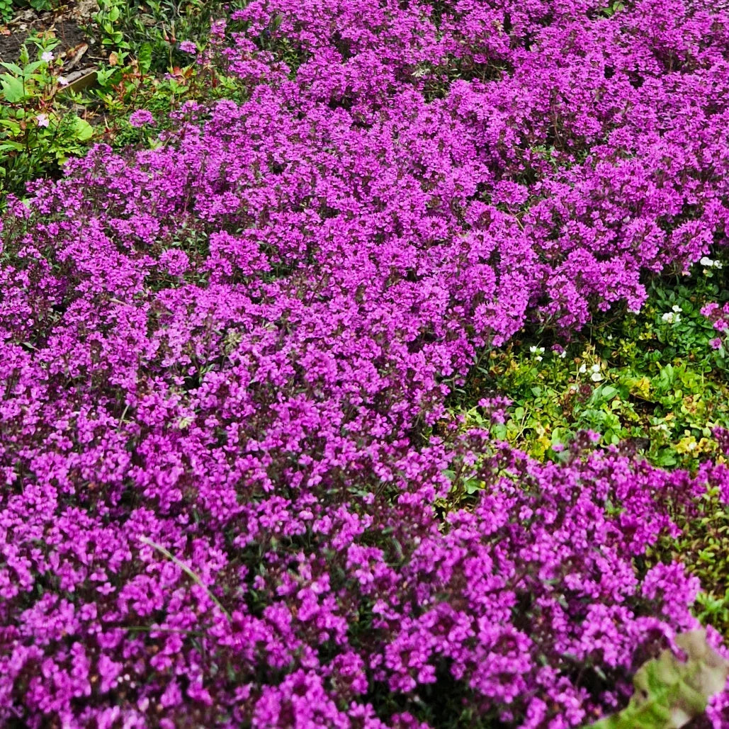 Creeping Thyme Seeds - Purple Magic Carpet Ground Cover - Thymus serpyllum - Drought-Tolerant, Aromatic, Full Sun