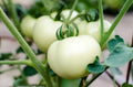 Great White Tomato Seeds – Non-GMO Organic Beefsteak Variety, 50 Seeds, Solanum lycopersicum, Juicy White Tomatoes for Garden