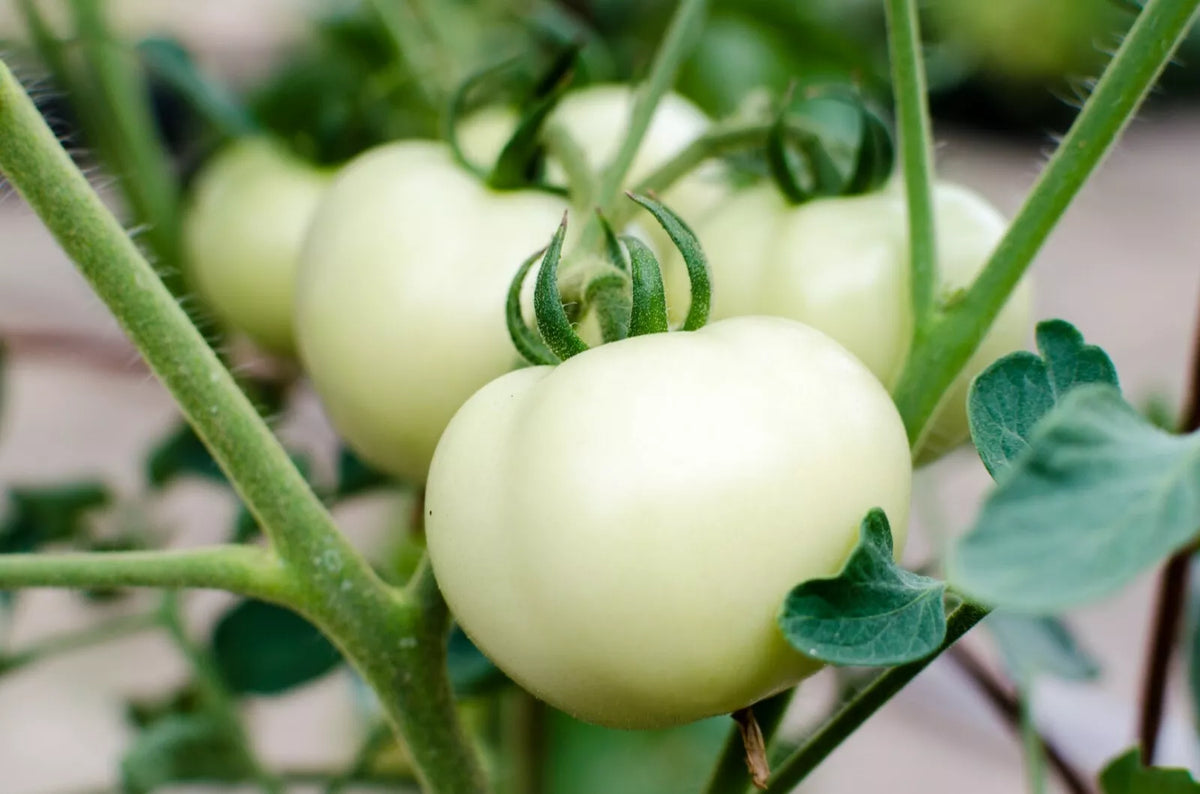 Great White Tomato Seeds – Non-GMO Organic Beefsteak Variety, 50 Seeds, Solanum lycopersicum, Juicy White Tomatoes for Garden