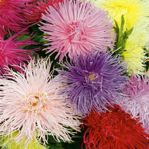 Aster Seeds - China Crego Mix, Annual Flower, Butterfly & Pollinator Attracting, 130 Seeds