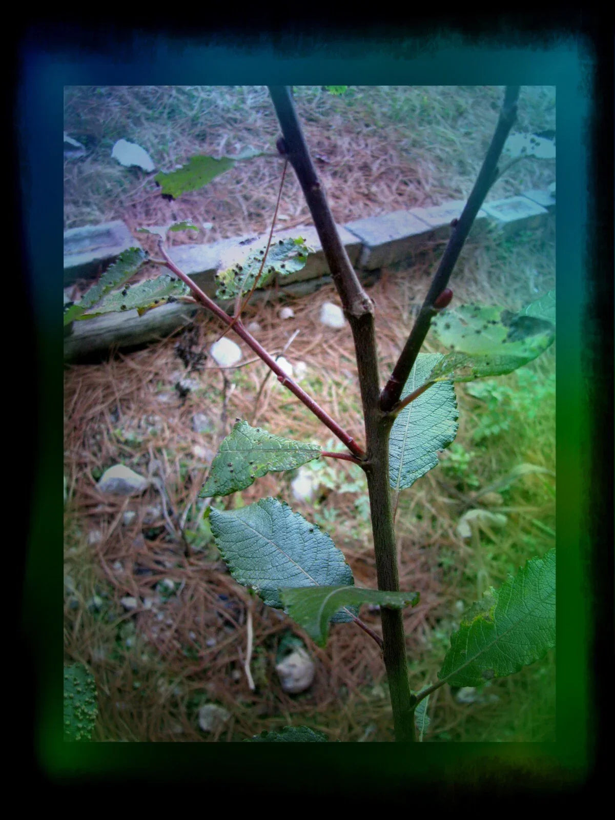 Pussy Willow Cuttings 5-7 in | Salix discolor | No Roots for Propagation | Garden & Landscape Plants