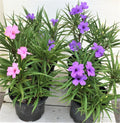Dwarf Katie Ruellia Plants - 6 Pack, Purple & Pink Flowers, Ruellia simplex, Garden Border, Container, Ground Cover