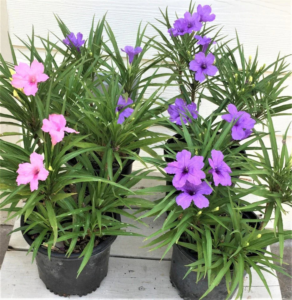 Dwarf Katie Ruellia Plants - 6 Pack, Purple & Pink Flowers, Ruellia simplex, Garden Border, Container, Ground Cover