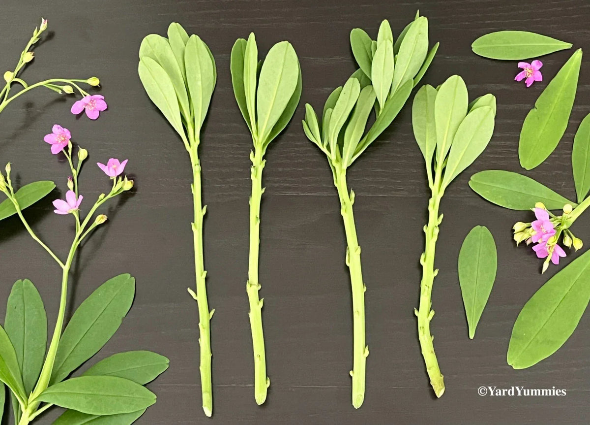 Surinam Spinach Cuttings - Unrooted Waterleaf (Basella rubra) for Propagation