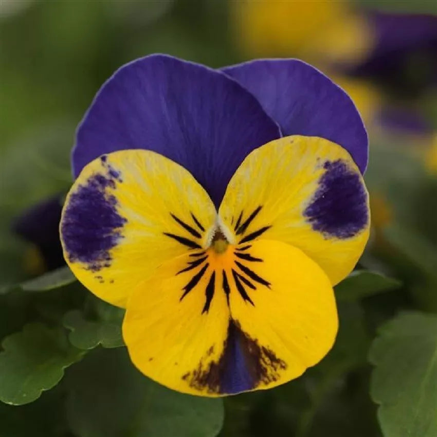 Viola Seeds - 50 Pack - Yellow Blue Jump Up - Viola x wittrockiana - Garden Flower, Container Plant, Hardy Annual