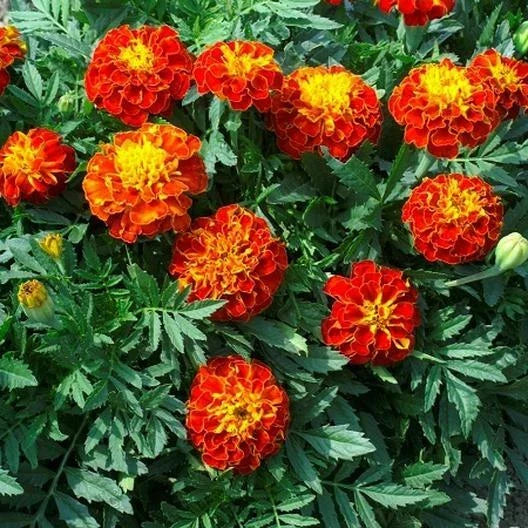 French Marigold Seeds - Panther Variety - Non-GMO, Dwarf Tagetes patula, Edible Seeds for Butterfly Attraction, Pack of 200