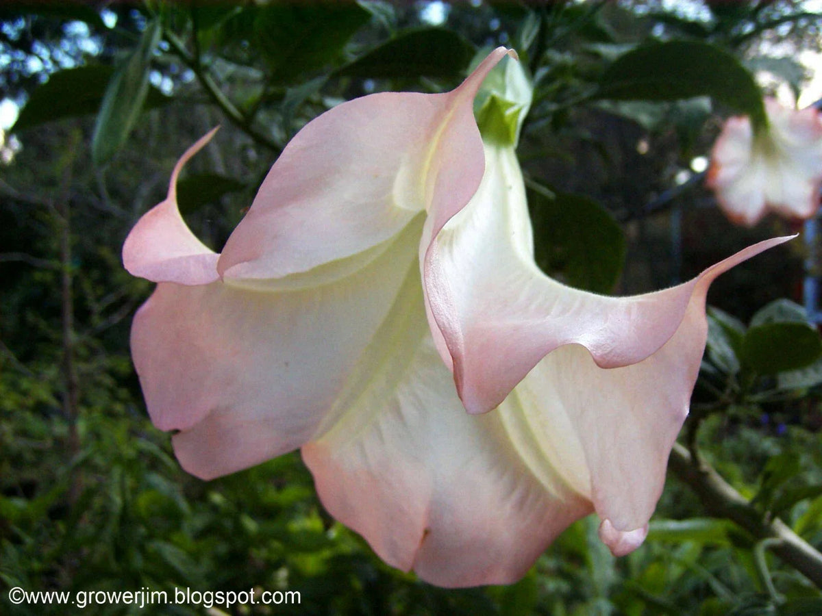 Brugmansia Cuttings - 5 Ready to Grow Angel Trumpet Tropical Flowering Plant - Brugmansia spp.
