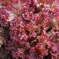 Lettuce Seeds 250 Count - Lolla Rosa Red Leaf - Non-GMO Lactuca sativa Garden Seeds